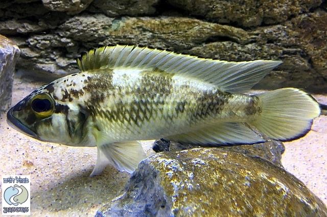 Lamprologus lemairii 'Kigoma'